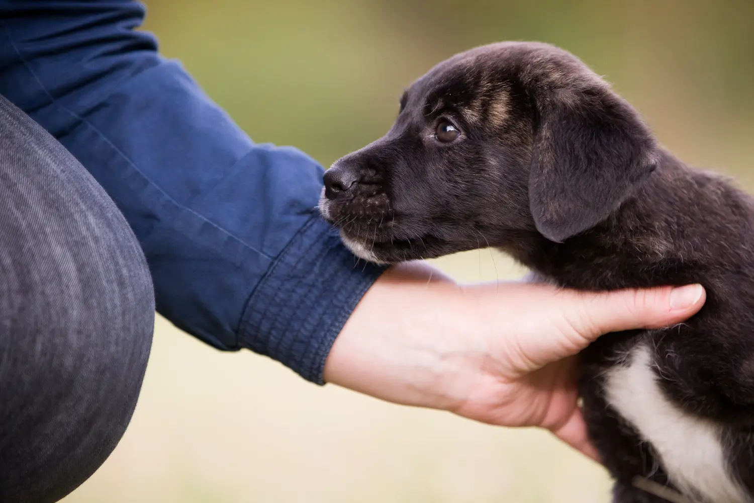 Einen Cão Fila de São Miguel Welpen zu kaufen, bedeutet Verantwortung zu übernehmen! Cão Fila de São Miguel Welpen kaufen.