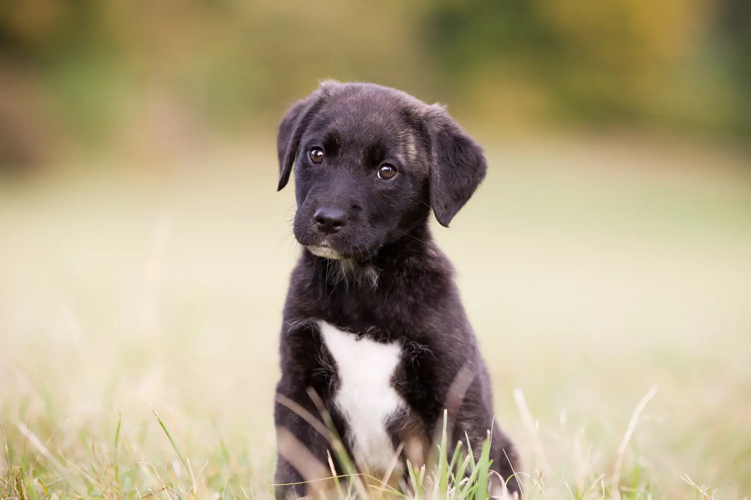 Einen Cão Fila de São Miguel Welpen zu kaufen, bedeutet Verantwortung zu übernehmen! Cão Fila de São Miguel Welpen kaufen.