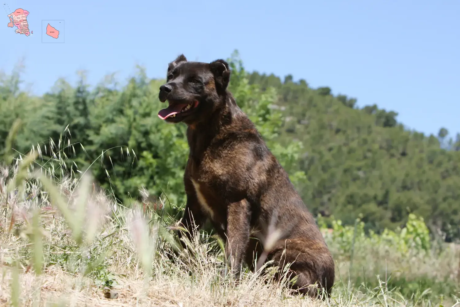 Cão Fila de São Miguel Welpen und Züchter Hovedstaden Hier findest Du Cão Fila de São Miguels Züchter in Hovedstaden.
