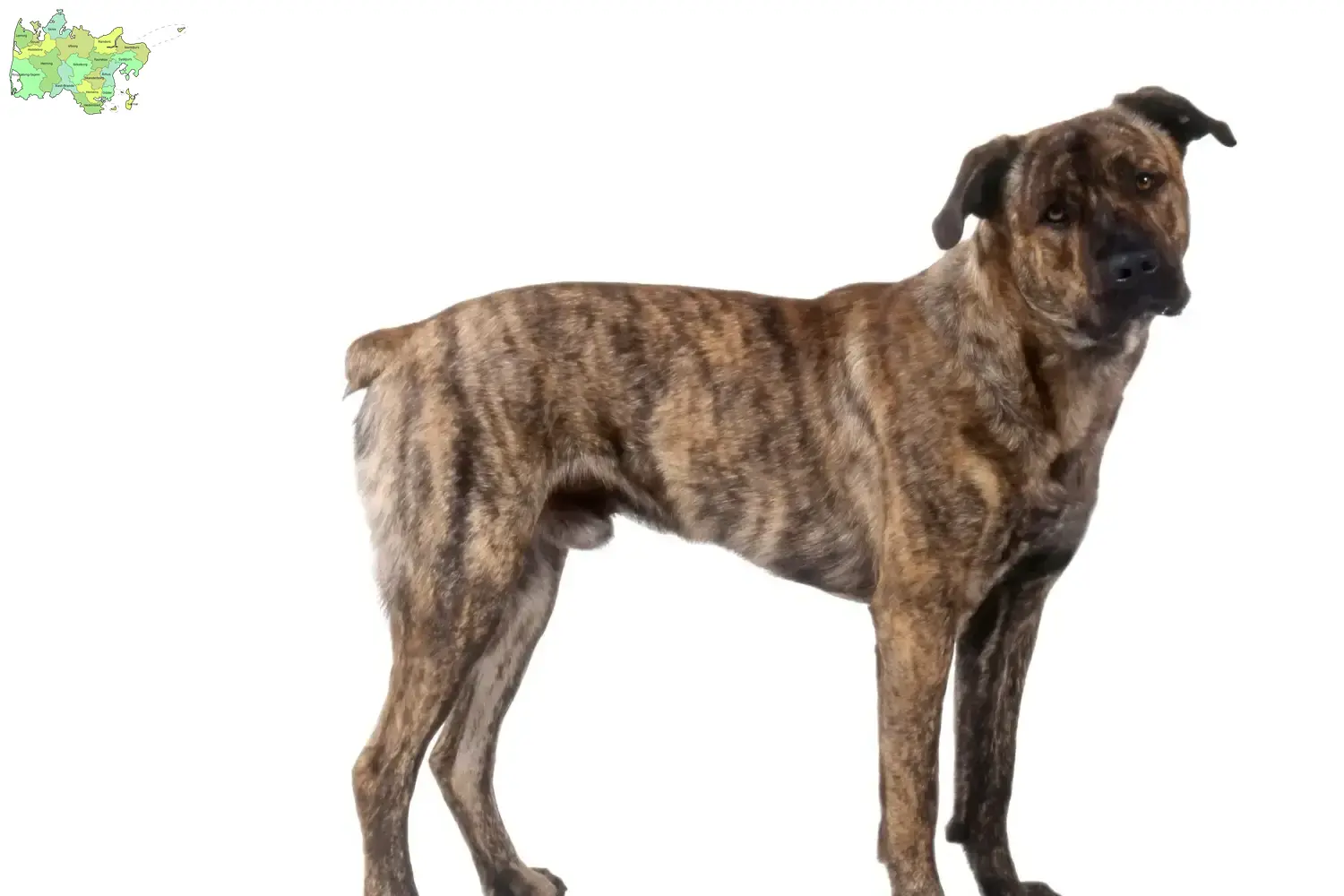 Cão Fila de São Miguel Welpen und Züchter Midtjylland Hier findest Du Cão Fila de São Miguels Züchter in Midtjylland.