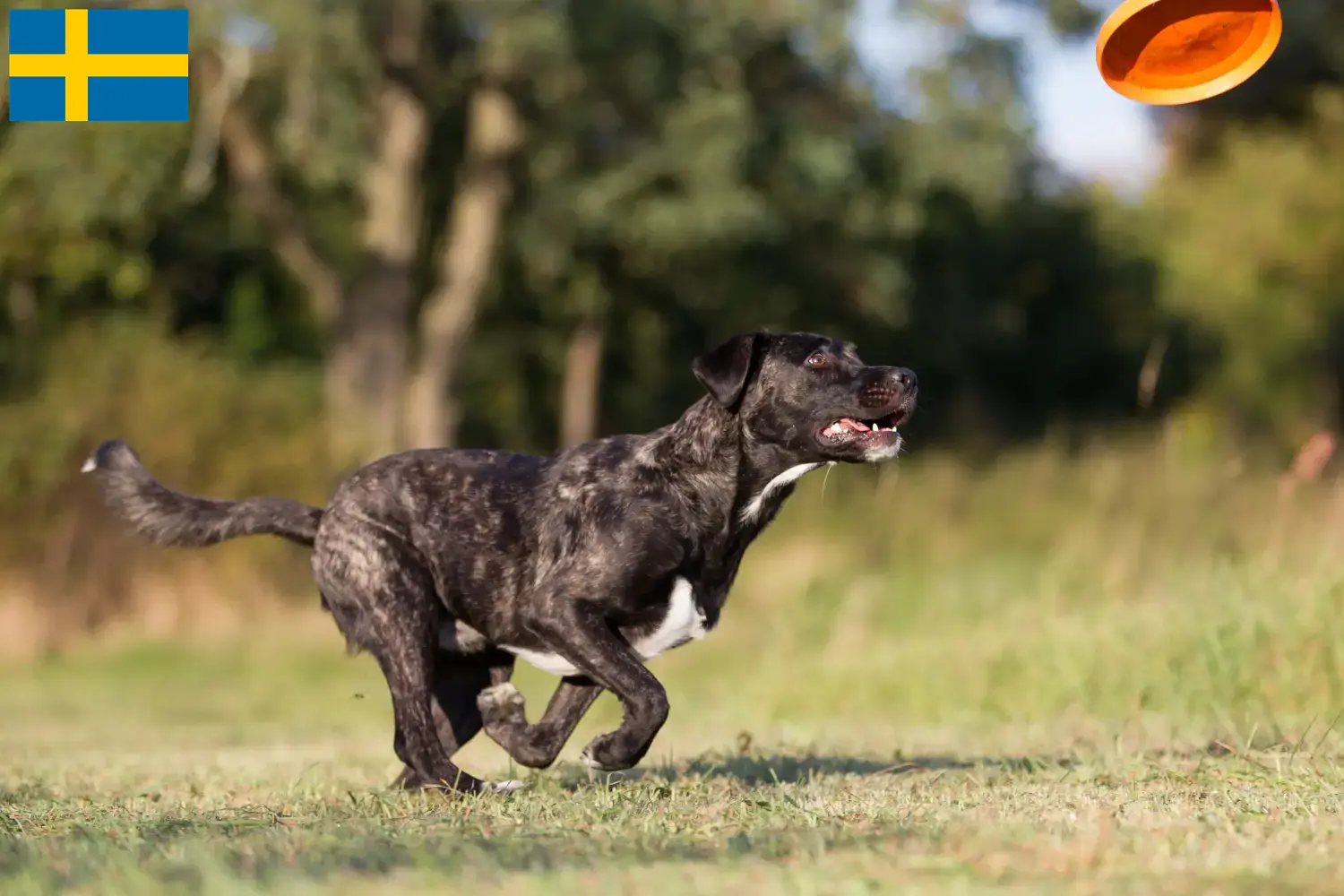 Cão Fila de São Miguel Welpen und Züchter Schweden Hier findest Du Cão Fila de São Miguels Züchter in Schweden.