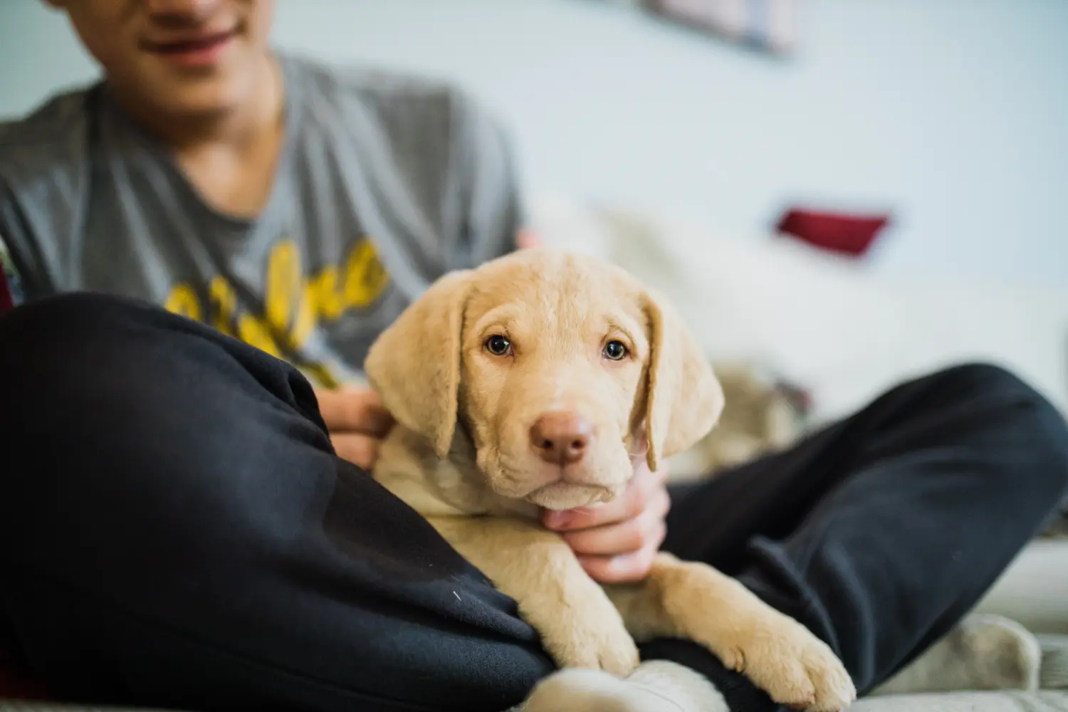 Einen Chesapeake Bay Retriever Welpen zu kaufen, bedeutet Verantwortung zu übernehmen! Chesapeake Bay Retriever Welpen kaufen.