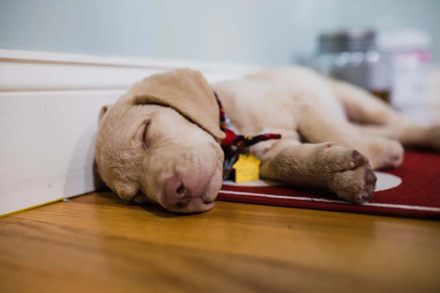Einen Chesapeake Bay Retriever Welpen zu kaufen, bedeutet Verantwortung zu übernehmen! Chesapeake Bay Retriever Welpen kaufen.
