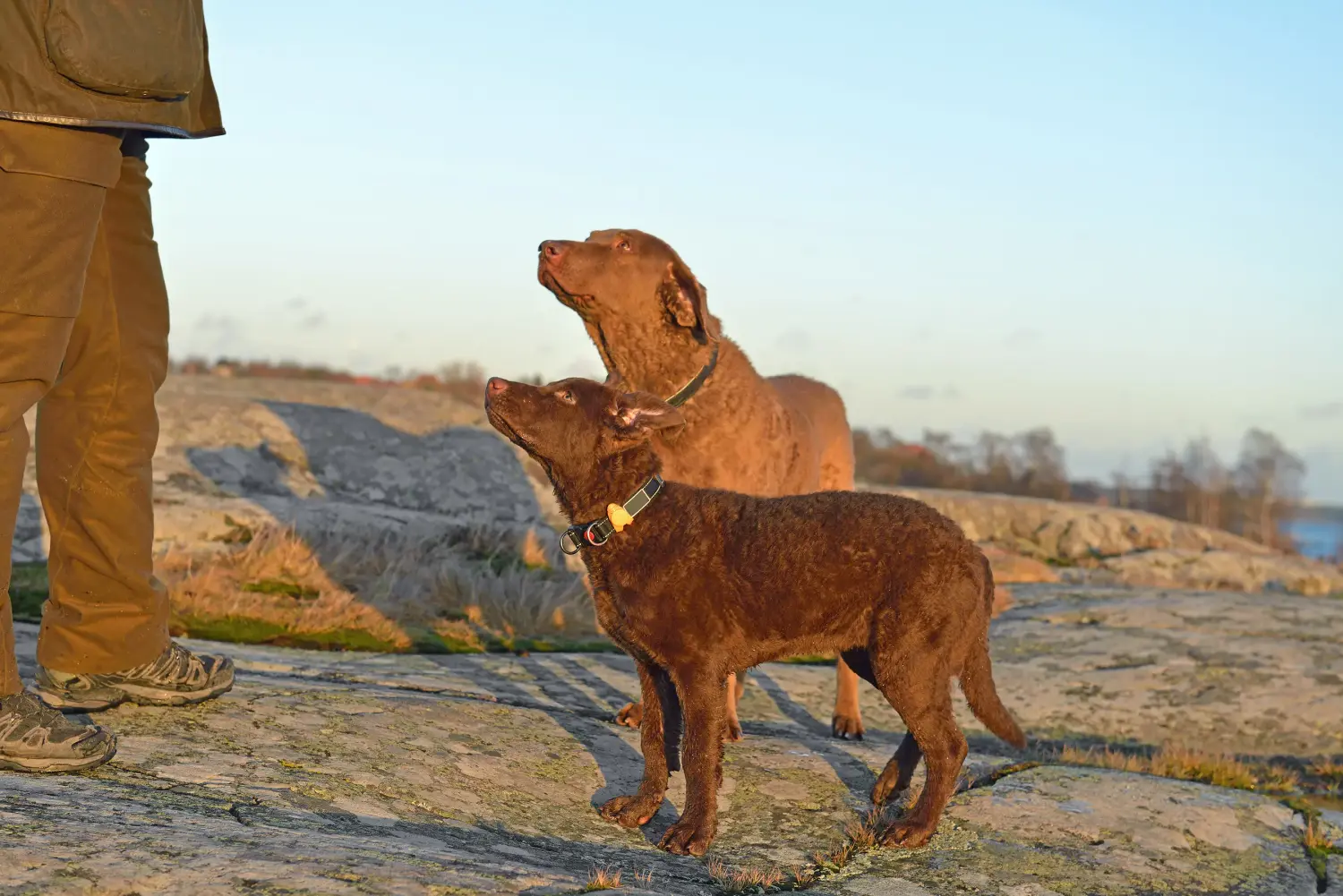 Einen Chesapeake Bay Retriever Welpen zu kaufen, bedeutet Verantwortung zu übernehmen! Chesapeake Bay Retriever Welpen kaufen.