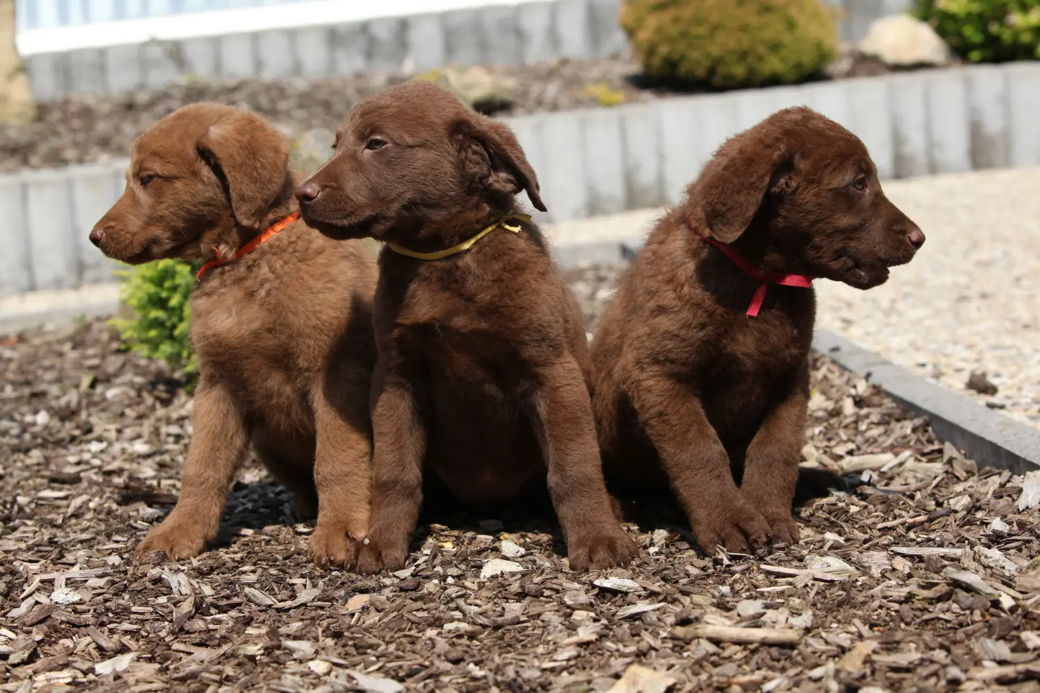 Einen Chesapeake Bay Retriever Welpen zu kaufen, bedeutet Verantwortung zu übernehmen! Chesapeake Bay Retriever Welpen kaufen.