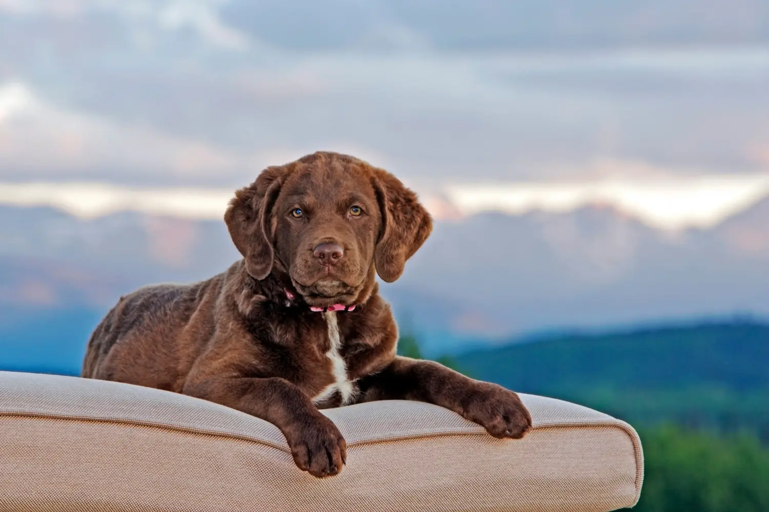 Einen Chesapeake Bay Retriever Welpen zu kaufen, bedeutet Verantwortung zu übernehmen! Chesapeake Bay Retriever Welpen kaufen.