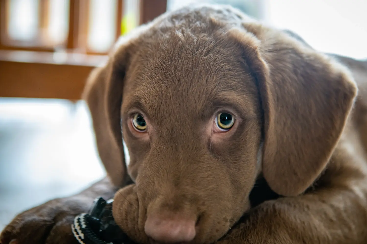 Einen Chesapeake Bay Retriever Welpen zu kaufen, bedeutet Verantwortung zu übernehmen! Chesapeake Bay Retriever Welpen kaufen.
