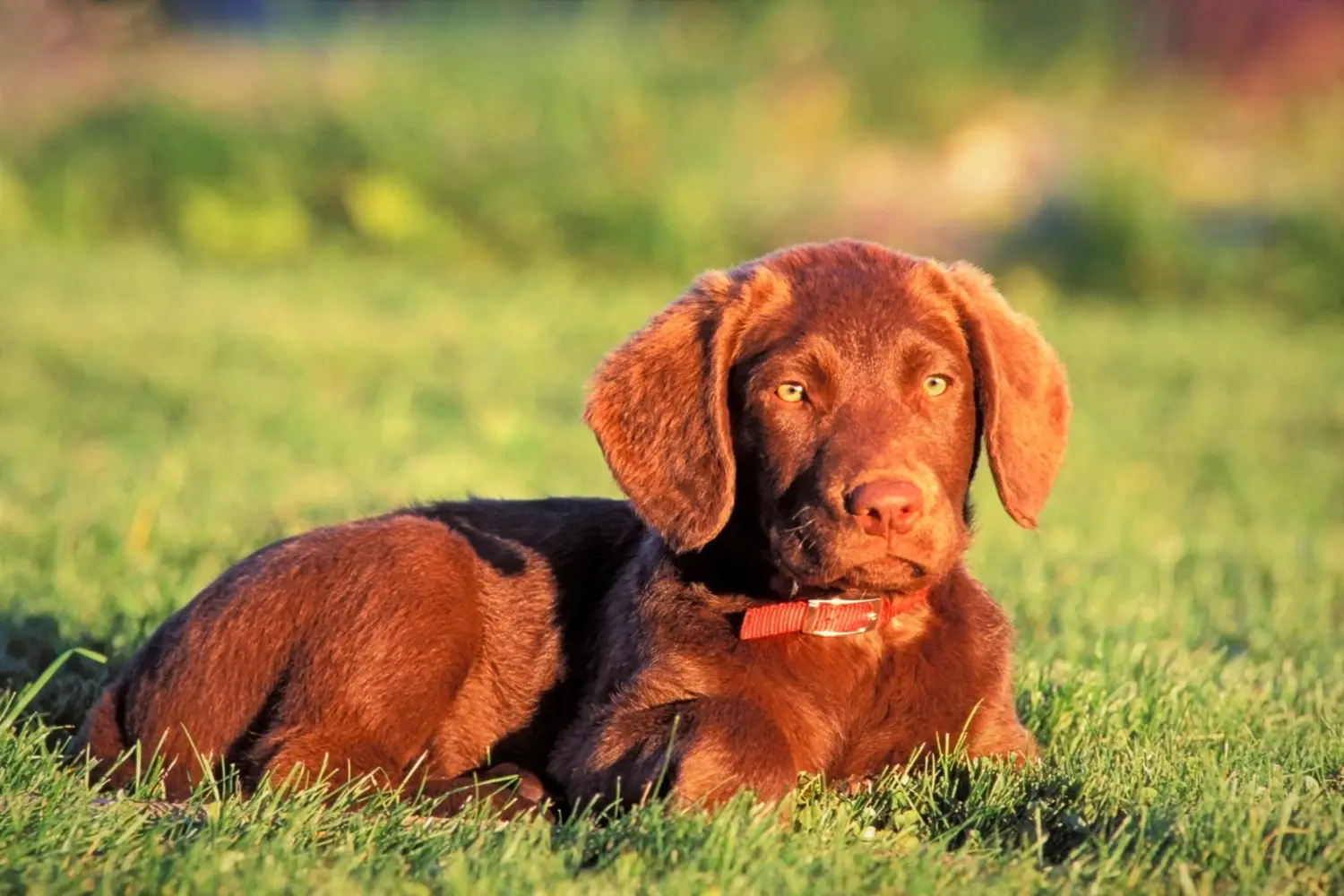 Einen Chesapeake Bay Retriever Welpen zu kaufen, bedeutet Verantwortung zu übernehmen! Chesapeake Bay Retriever Welpen kaufen.