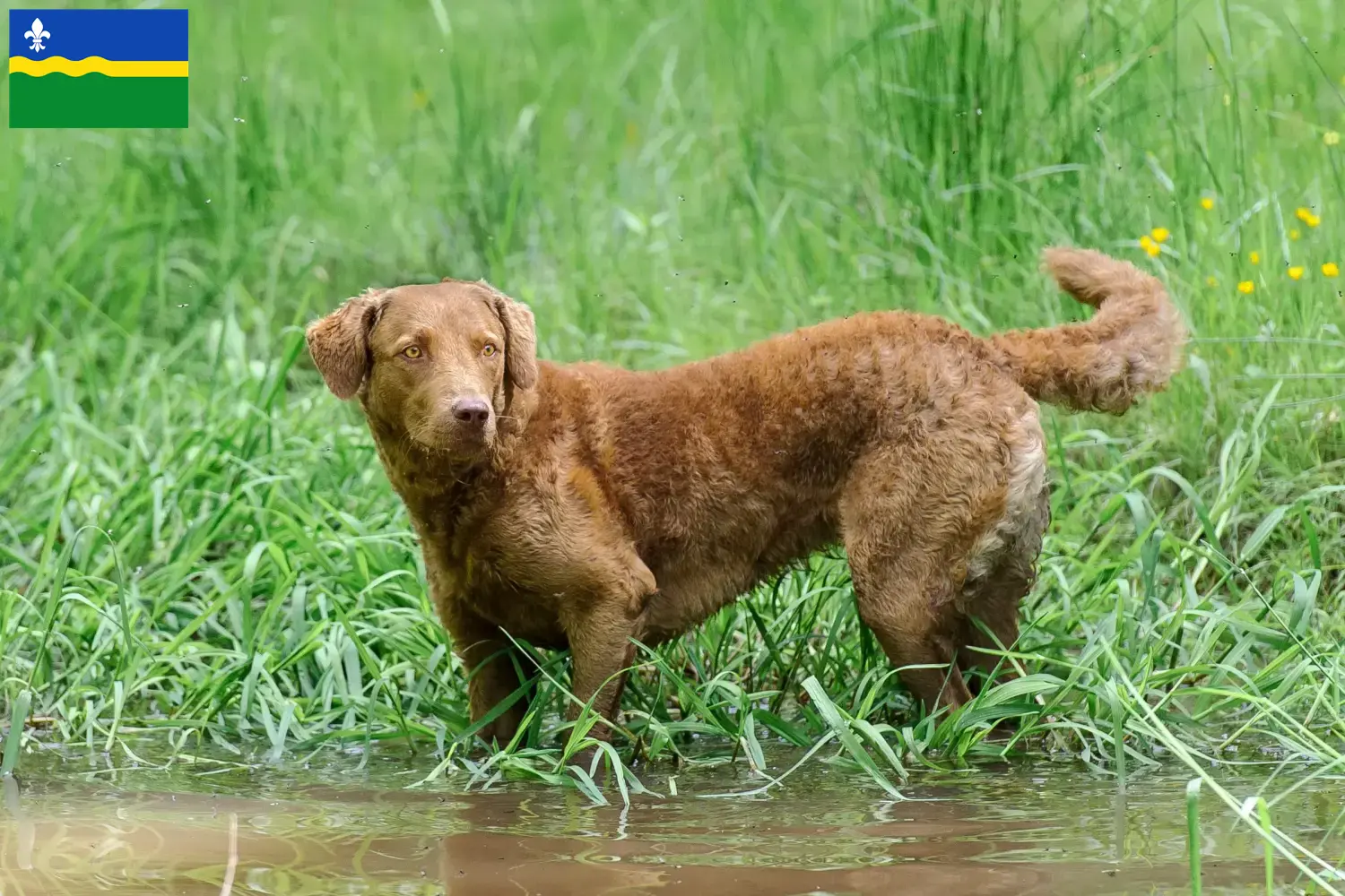 Chesapeake Bay Retriever Welpen und Züchter Flevoland Hier findest Du Chesapeake Bay Retriever Züchter in Flevoland.