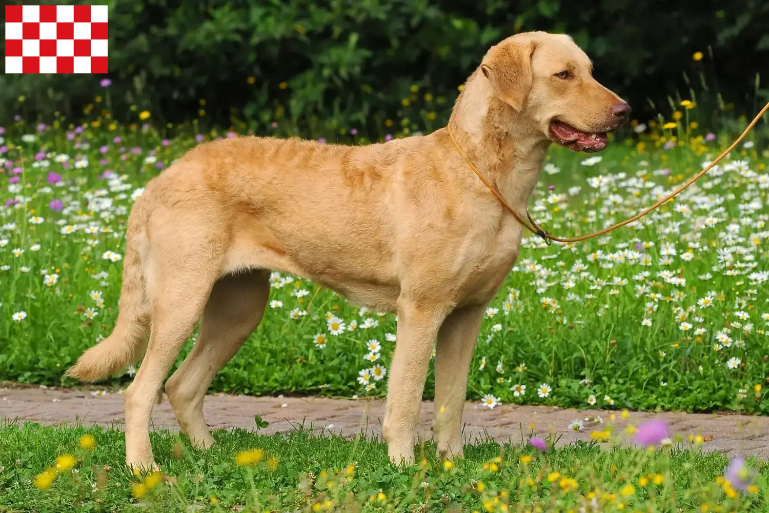 Chesapeake Bay Retriever Welpen und Züchter Nordbrabant Hier findest Du Chesapeake Bay Retriever Züchter in Nordbrabant.