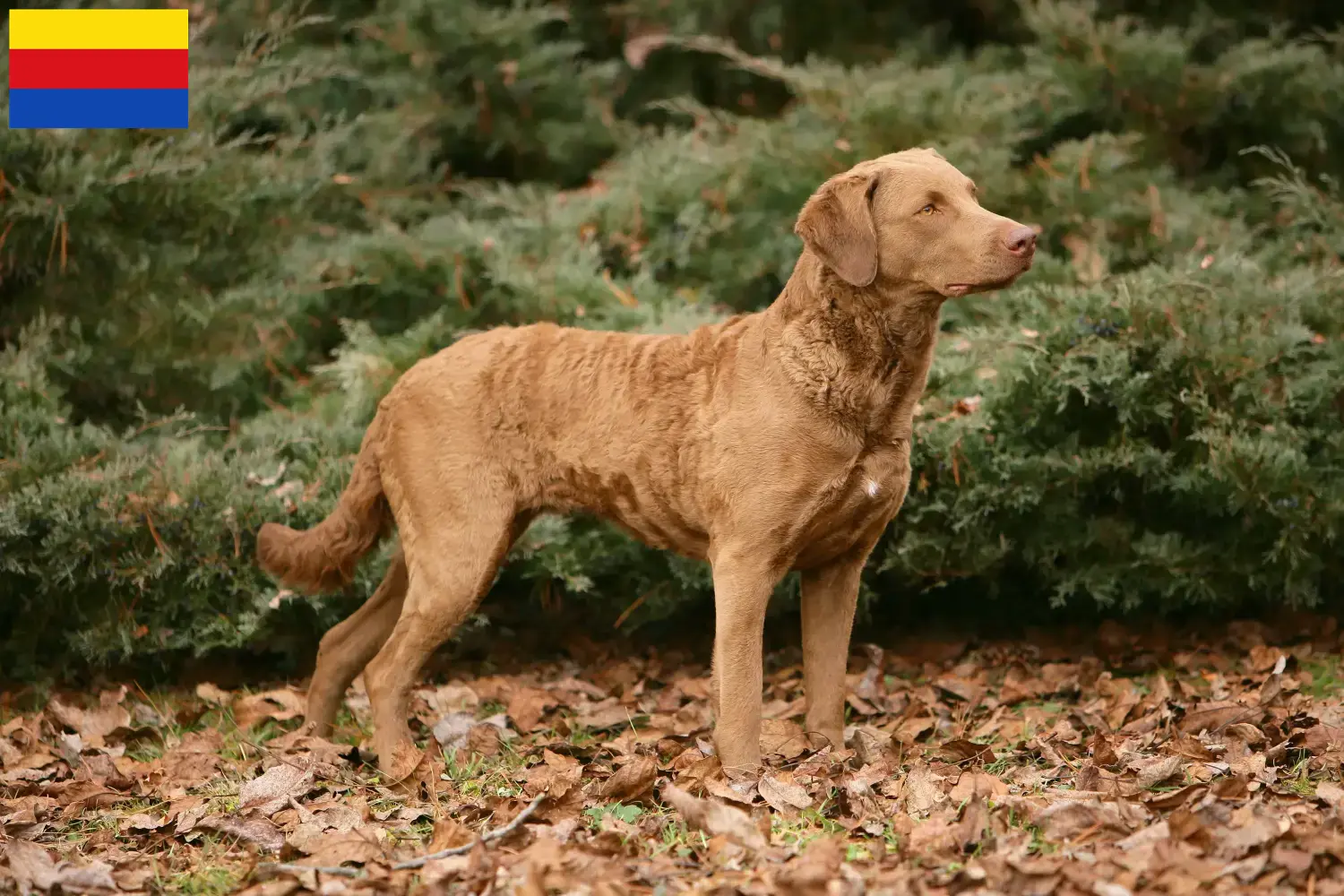 Chesapeake Bay Retriever Welpen und Züchter Nordholland Hier findest Du Chesapeake Bay Retriever Züchter in Nordholland.