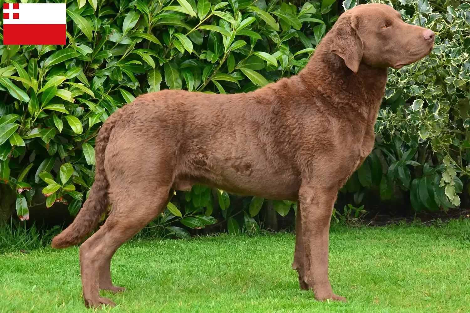 Chesapeake Bay Retriever Welpen und Züchter Utrecht Hier findest Du Chesapeake Bay Retriever Züchter in Utrecht.