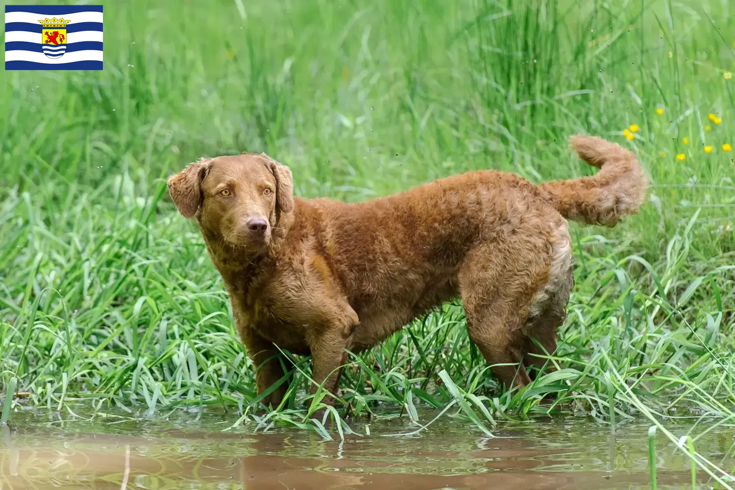 Chesapeake Bay Retriever Welpen und Züchter Zeeland Hier findest Du Chesapeake Bay Retriever Züchter in Zeeland.