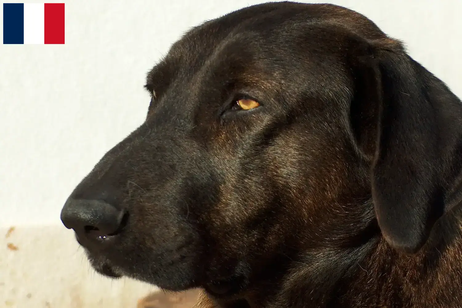 Chien de Castro Laboreiro Welpen und Züchter Frankreich Hier findest Du Chien de Castro Laboreiros Züchter in Frankreich.