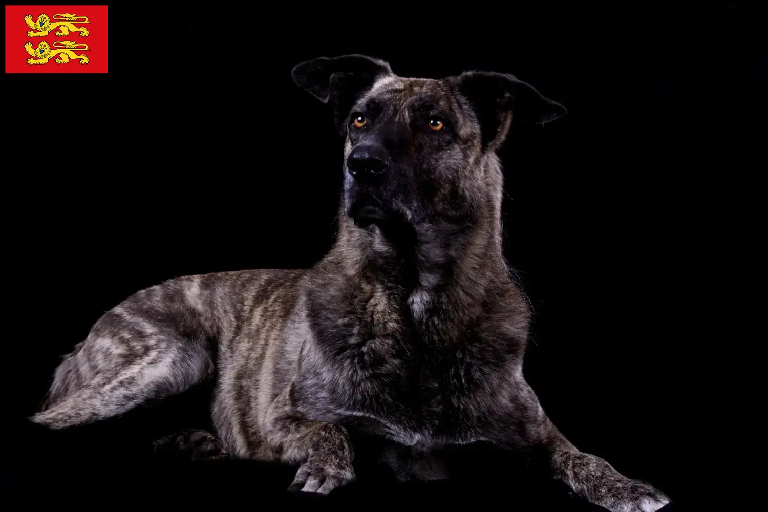 Chien de Castro Laboreiro Welpen und Züchter Normandie Hier findest Du Chien de Castro Laboreiros Züchter in der Normandie.
