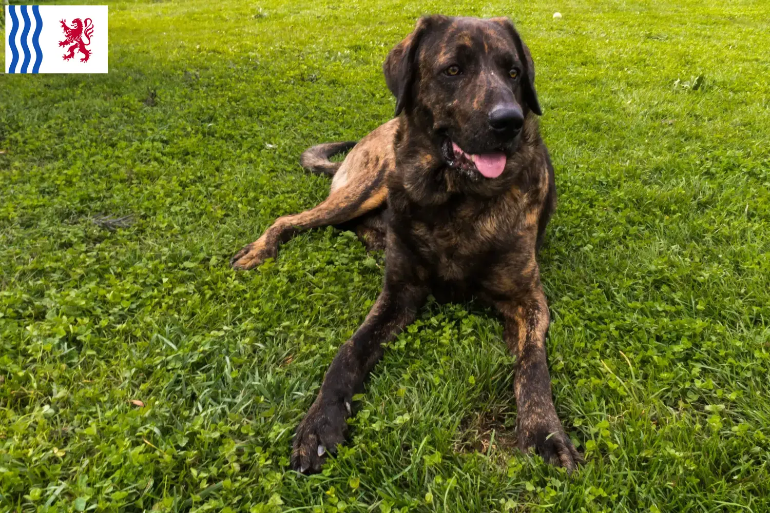 Chien de Castro Laboreiro Welpen und Züchter Nouvelle-Aquitaine Hier findest Du Chien de Castro Laboreiros Züchter in Nouvelle-Aquitaine.