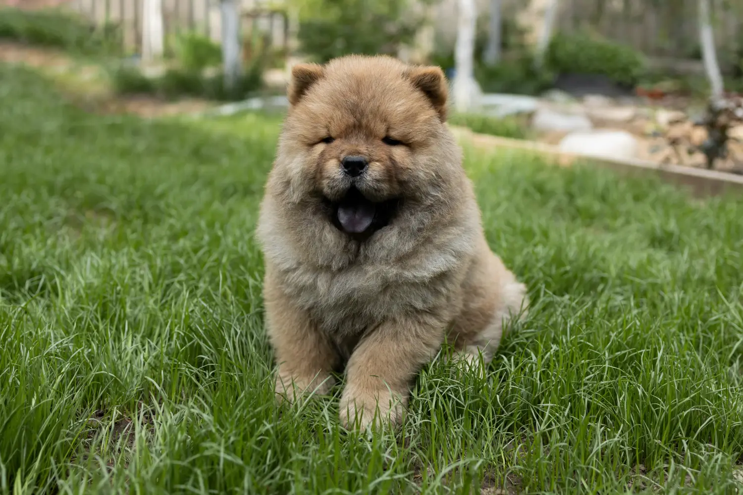 Einen Chow-Chow Welpen zu kaufen, bedeutet Verantwortung zu übernehmen! Chow-Chow Welpen kaufen.