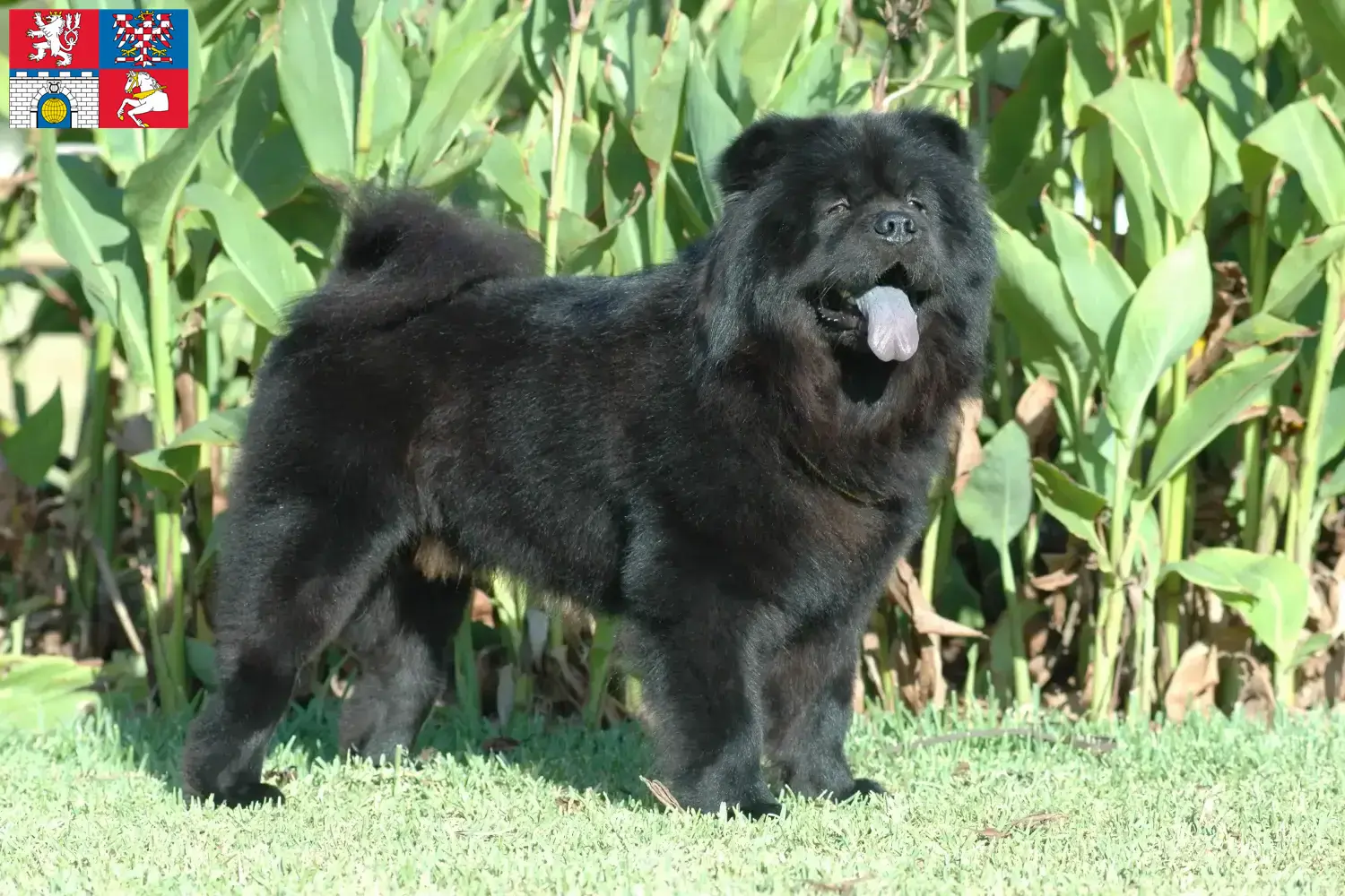 Chow-Chow Welpen und Züchter Pardubice Hier findest Du Chow-Chows Züchter in Pardubice.