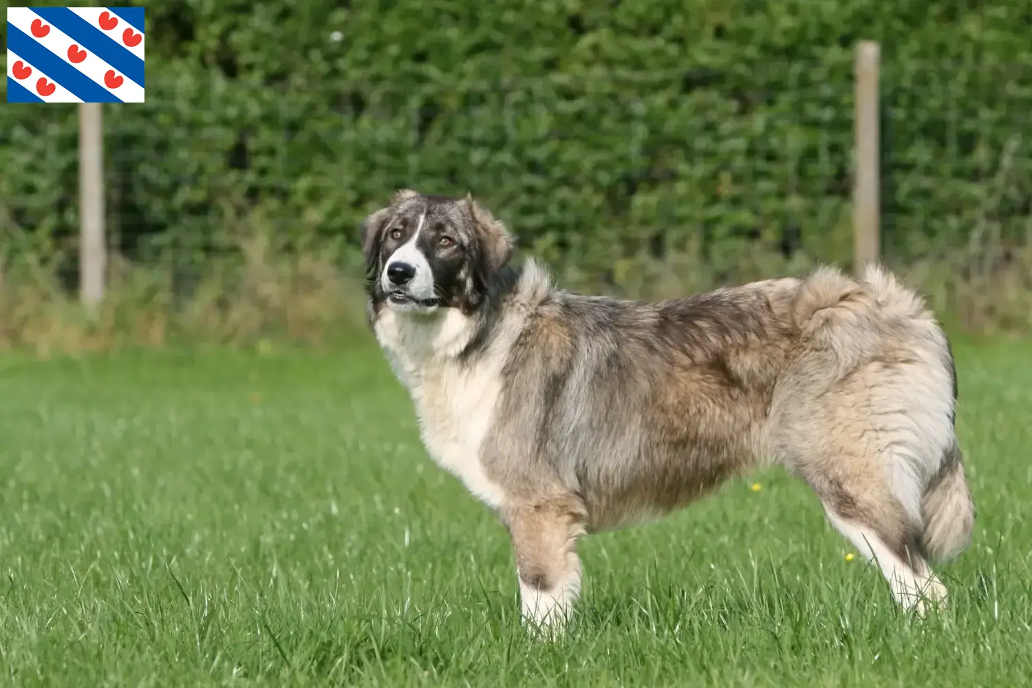 Ciobănesc Românesc Carpatin Welpen und Züchter Friesland Hier findest Du Ciobănesc Românesc Carpatins Züchter in Friesland.