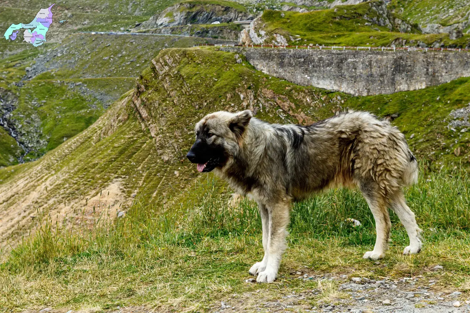 Ciobănesc Românesc Carpatin Welpen und Züchter Nordjylland Hier findest Du Ciobănesc Românesc Carpatins Züchter in Nordjylland.