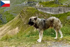 Mehr über den Artikel erfahren Ciobănesc Românesc Carpatin Züchter und Welpen in Tschechien