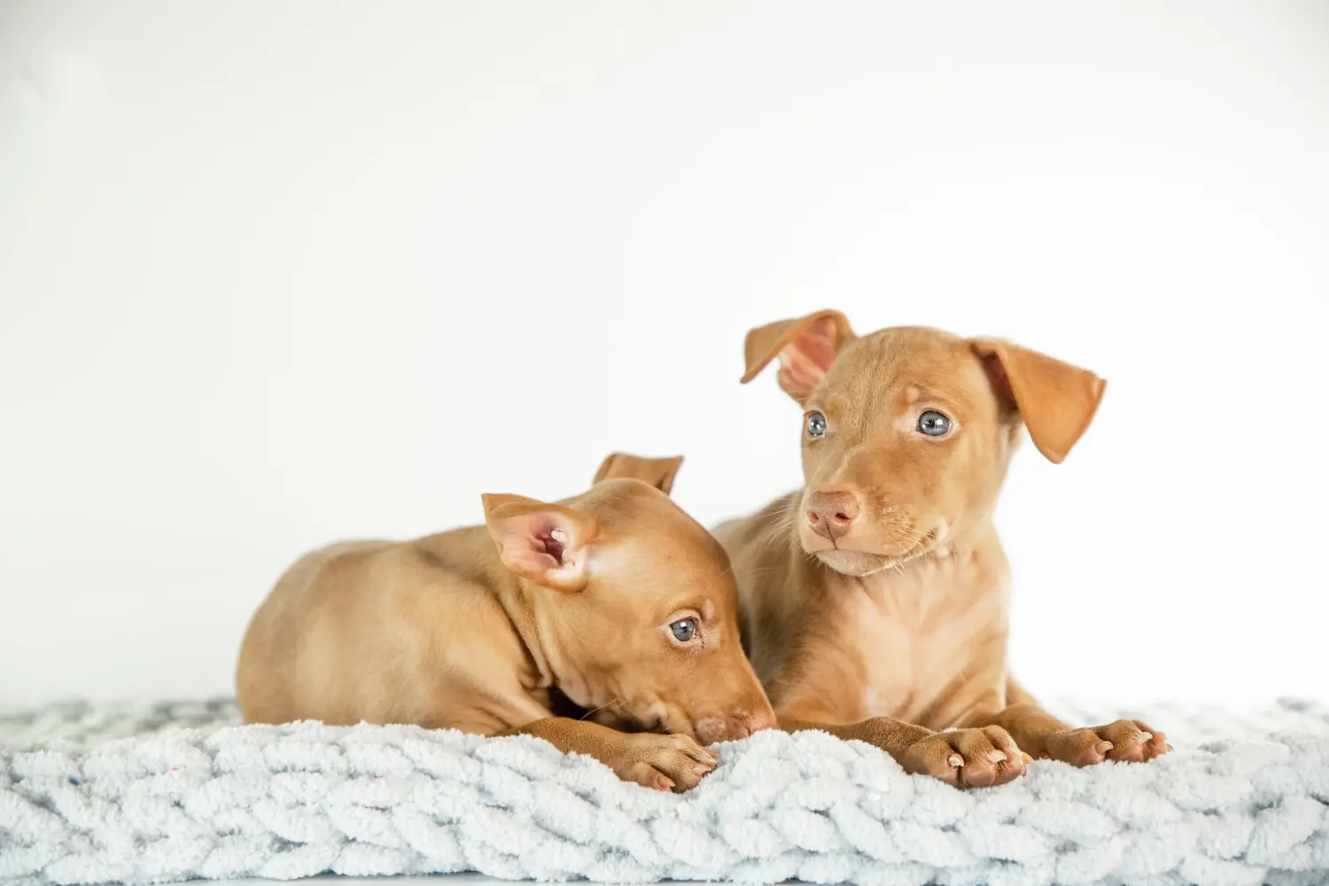 Einen Cirneco dell´ Etna Welpen zu kaufen, bedeutet Verantwortung zu übernehmen! Cirneco dell´ Etna Welpen kaufen.