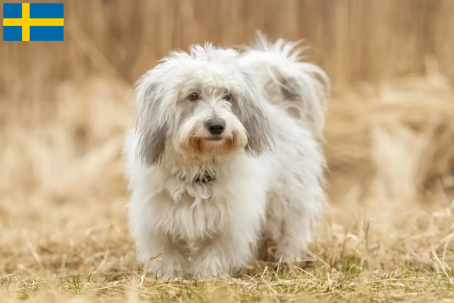 Coton de Tuléar Welpen und Züchter Schweden Hier findest Du Coton de Tuléars Züchter in Schweden.