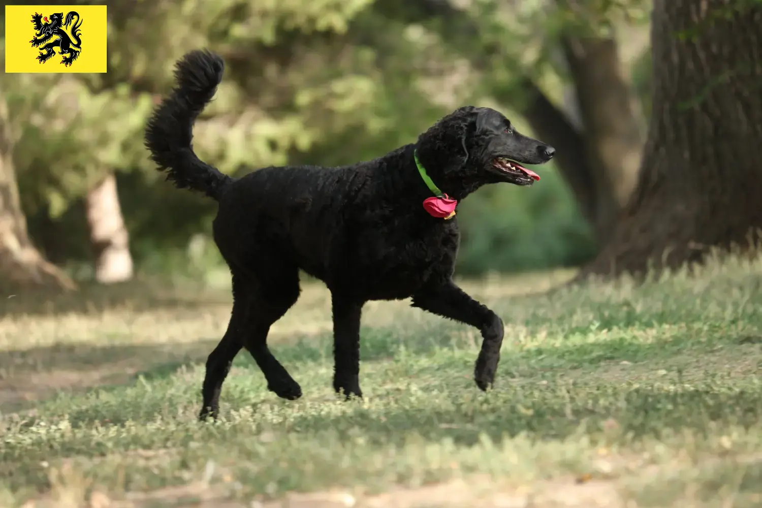 Curly Coated Retriever Welpen und Züchter Flandern Hier findest Du Curly Coated Retriever Züchter in Flandern.