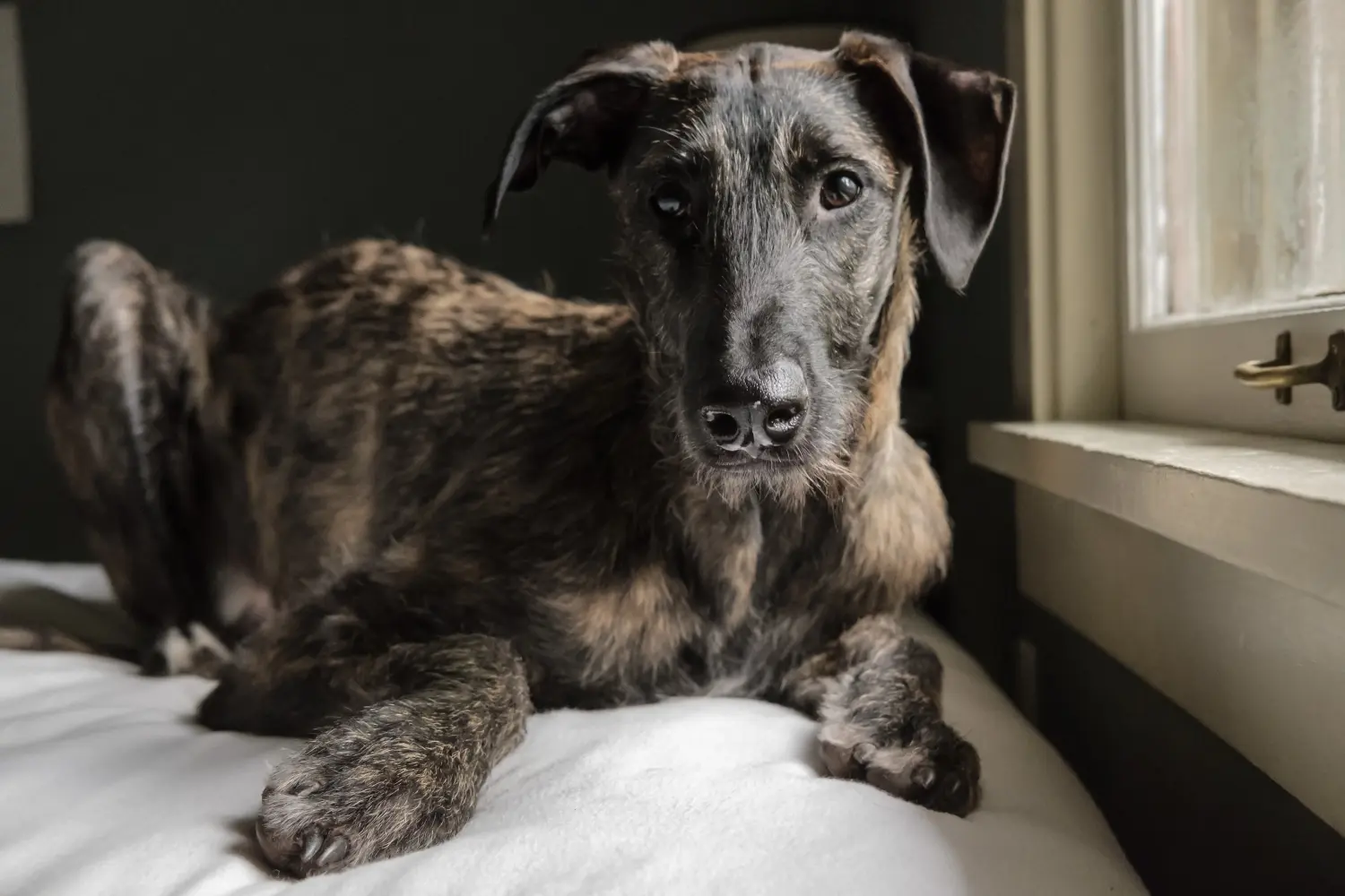 Einen Deerhound Welpen zu kaufen, bedeutet Verantwortung zu übernehmen! Deerhound Welpen kaufen.
