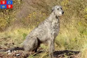 Mehr über den Artikel erfahren Deerhound Züchter und Welpen in Hradec Králové