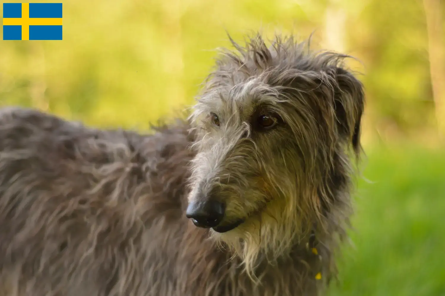Deerhound Welpen und Züchter Schweden Hier findest Du Deerhounds Züchter in Schweden.