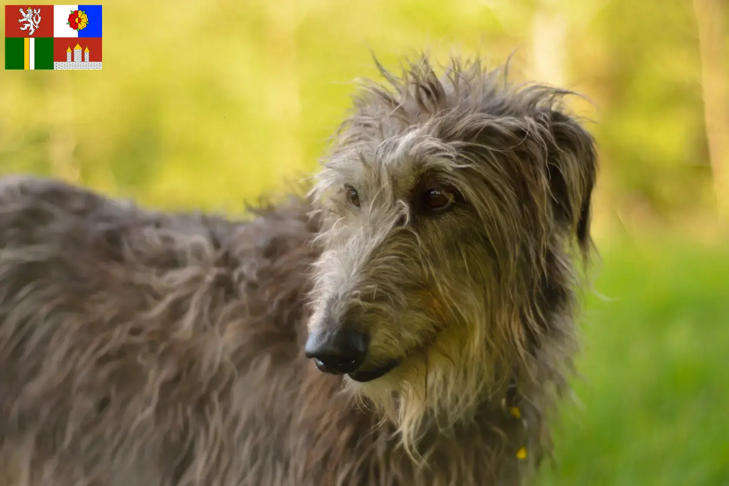 Deerhound Welpen und Züchter Südböhmen Hier findest Du Deerhounds Züchter in Südböhmen.