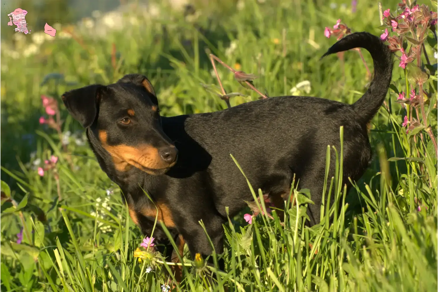 Deutscher Jagdterrier Welpen und Züchter Hovedstaden Hier findest Du Deutsche Jagdterrier Züchter in Hovedstaden.