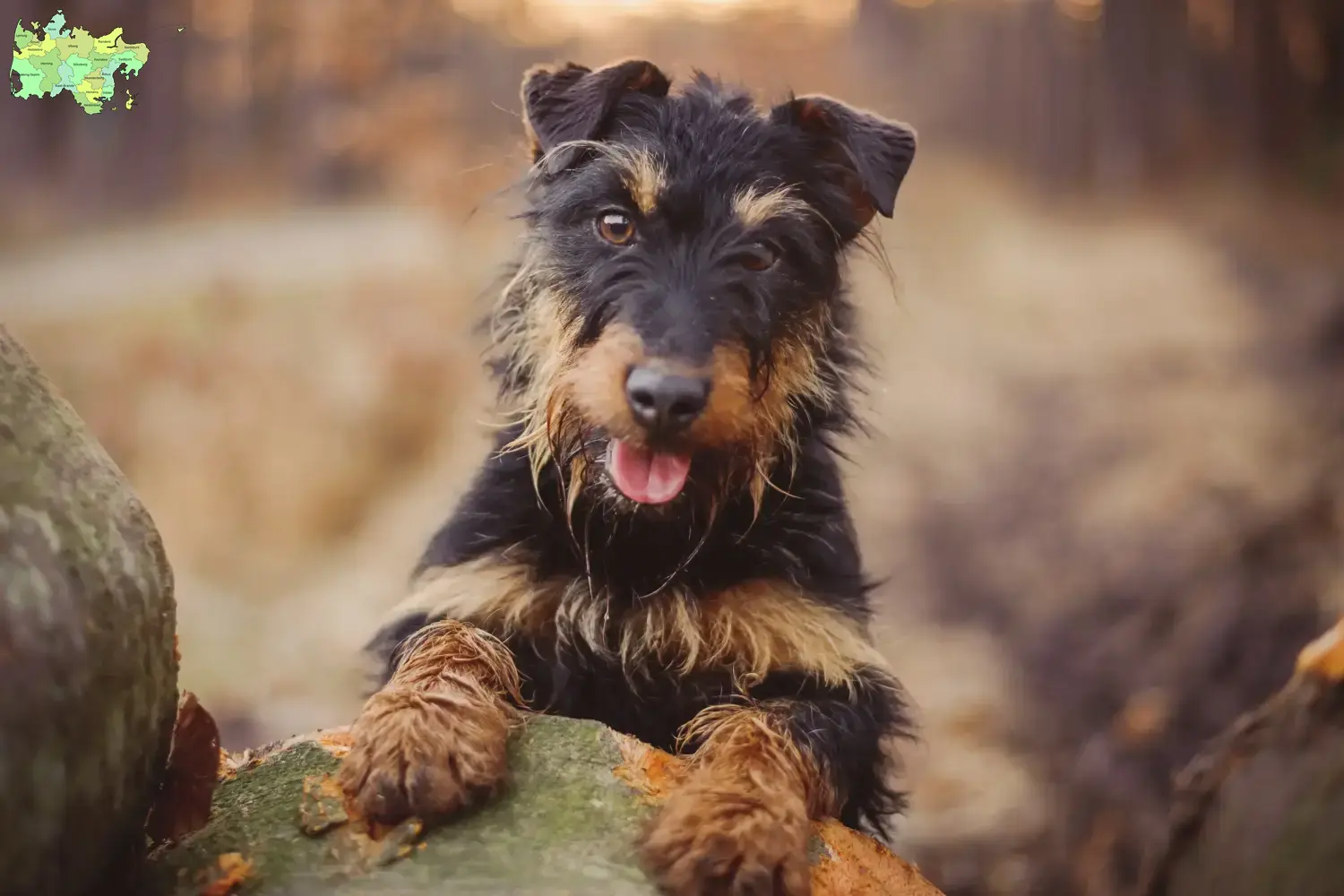Deutscher Jagdterrier Welpen und Züchter Midtjylland Hier findest Du Deutsche Jagdterrier Züchter in Midtjylland.
