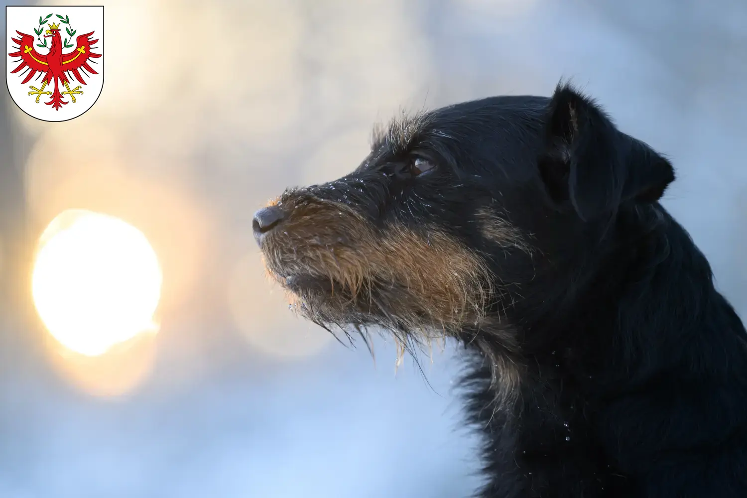 Deutscher Jagdterrier Welpen und Züchter Tirol Hier findest Du Deutsche Jagdterrier Züchter in Tirol.