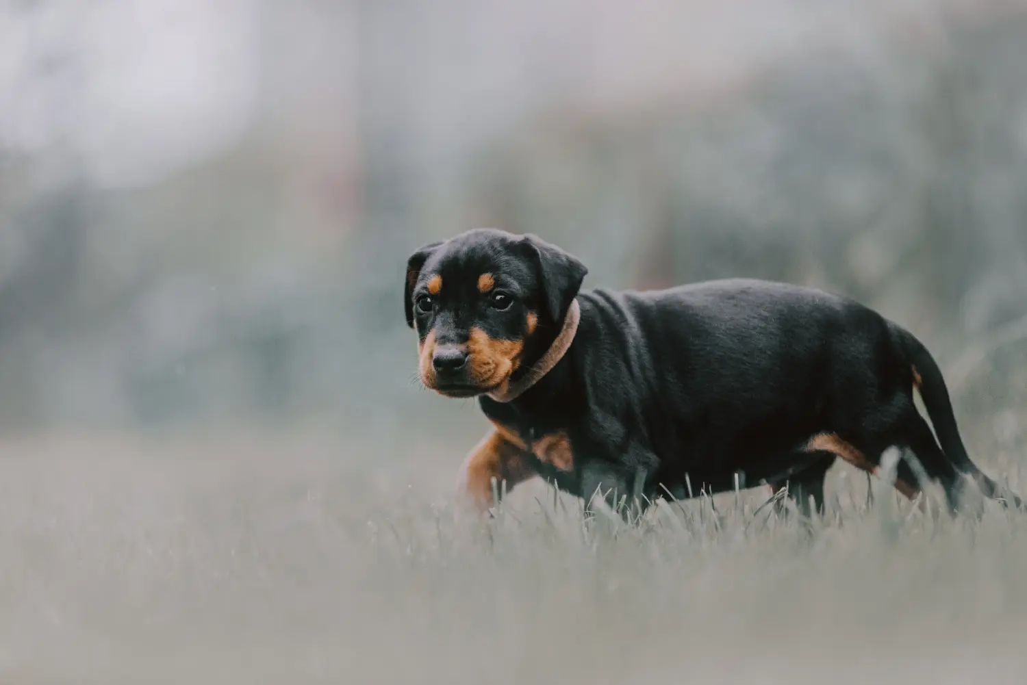 Einen Deutschen Pinscher Welpen zu kaufen, bedeutet Verantwortung zu übernehmen! Deutscher Pinscher Welpen kaufen.