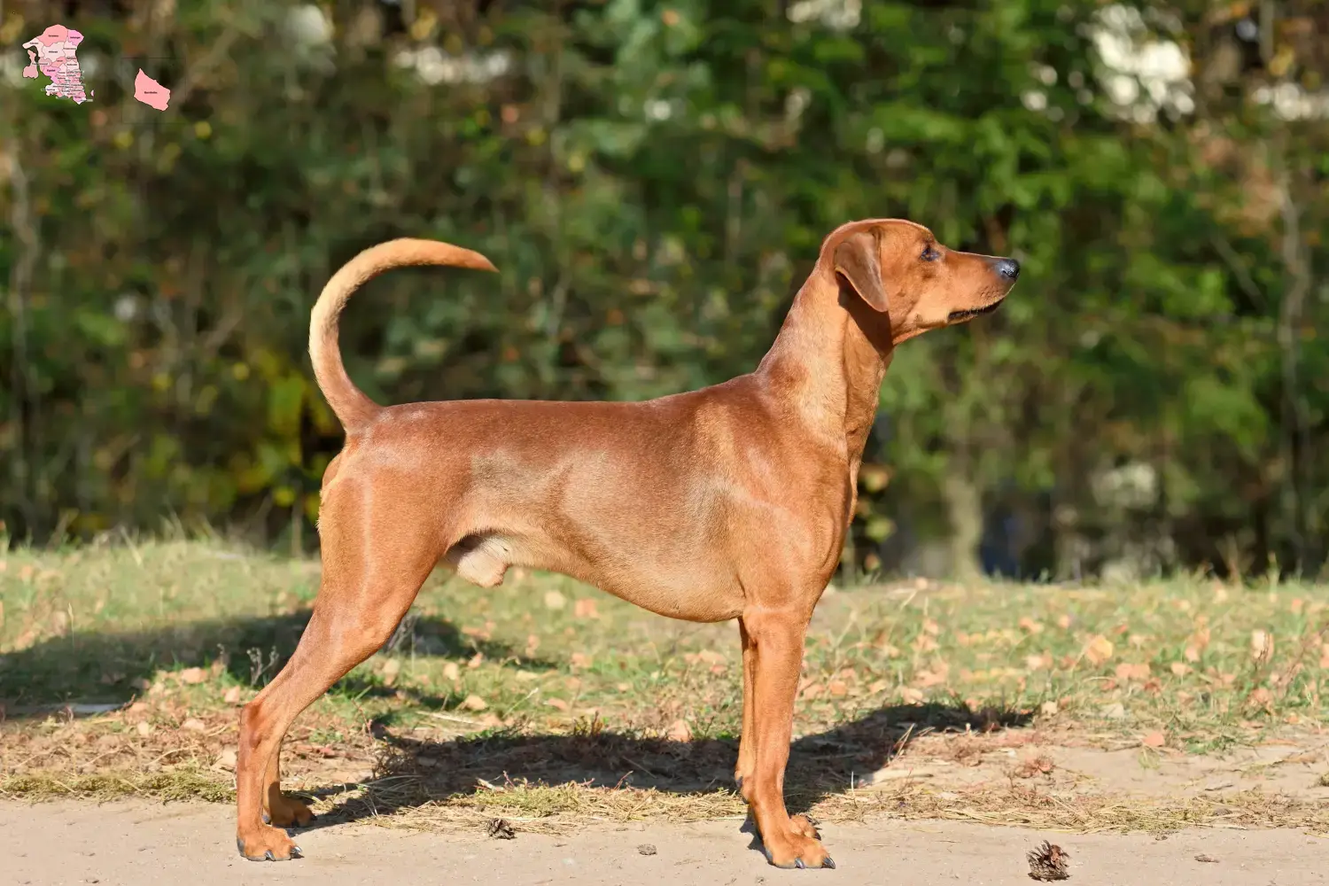 Deutscher Pinscher Welpen und Züchter Hovedstaden Hier findest Du Deutsche Pinscher Züchter in Hovedstaden.