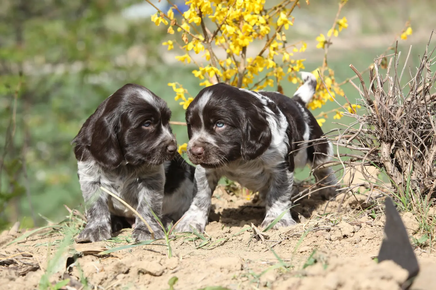 Einen Deutschen Wachtelhund Welpen zu kaufen, bedeutet Verantwortung zu übernehmen! Deutscher Wachtelhund Welpen kaufen.
