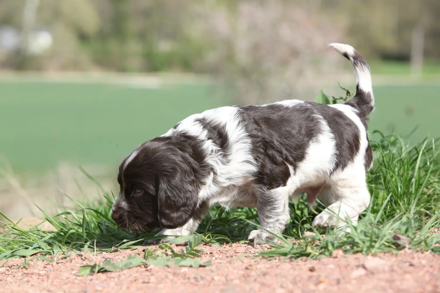Einen Deutschen Wachtelhund Welpen zu kaufen, bedeutet Verantwortung zu übernehmen! Deutscher Wachtelhund Welpen kaufen.