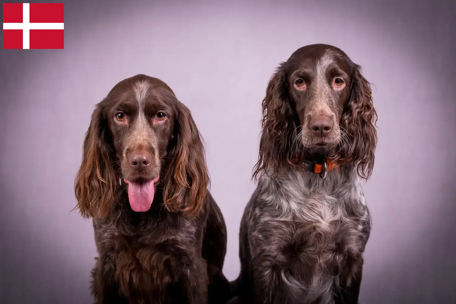 Deutscher Wachtelhund Welpen und Züchter Dänemark Hier findest Du Deutsche Wachtelhunde Züchter in Dänemark.