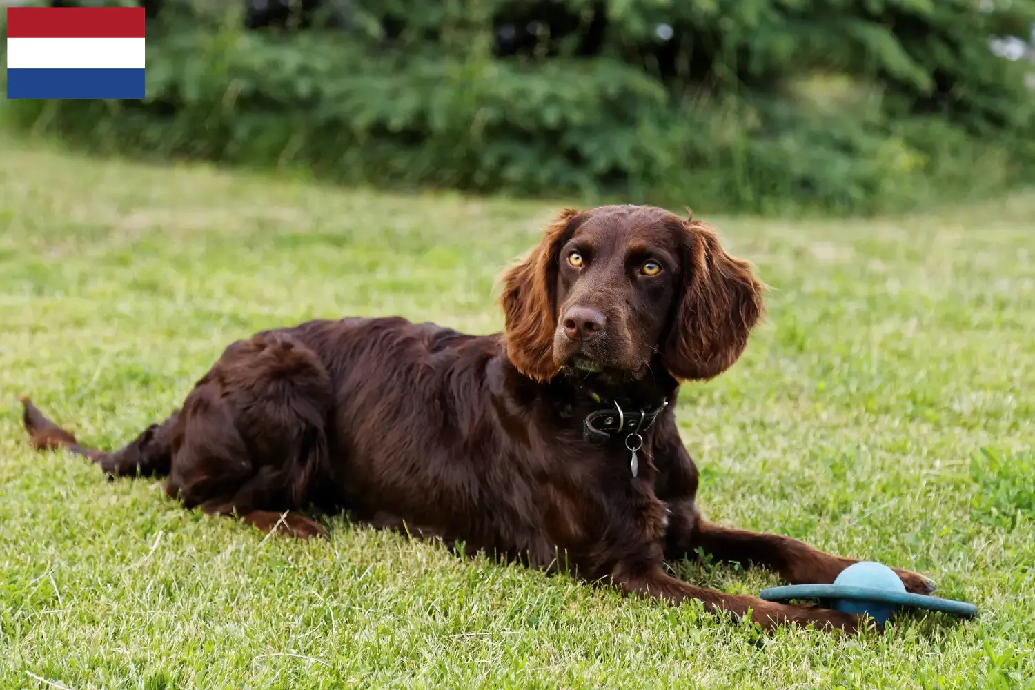 Deutscher Wachtelhund Welpen und Züchter Niederlande Hier findest Du Deutsche Wachtelhunde Züchter in den Niederlanden.