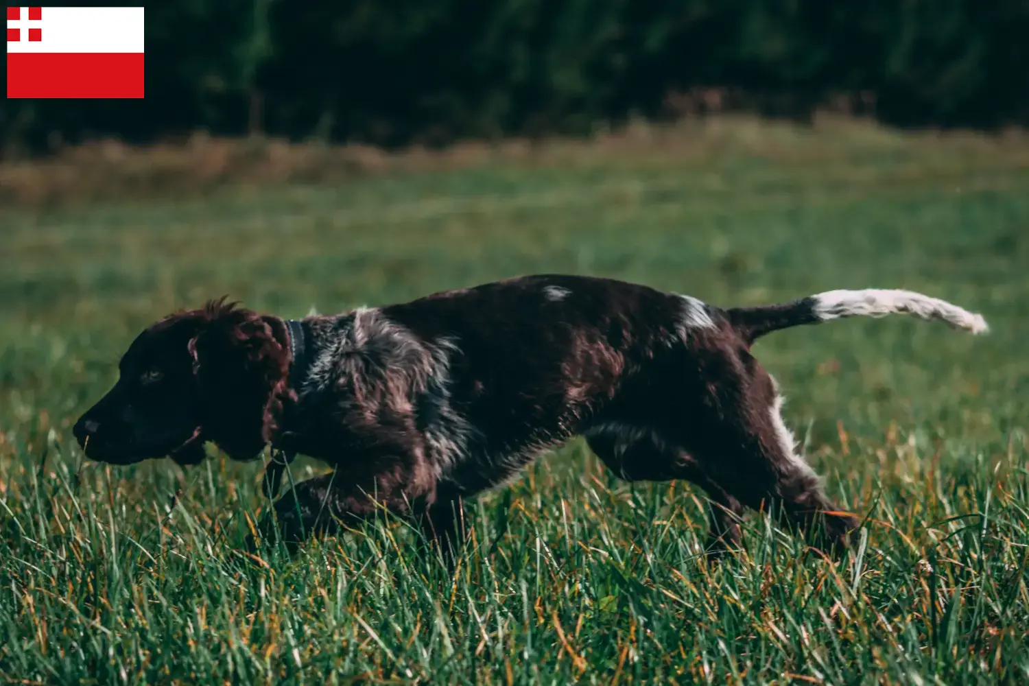 Deutscher Wachtelhund Welpen und Züchter Utrecht Hier findest Du Deutsche Wachtelhunde Züchter in Utrecht.