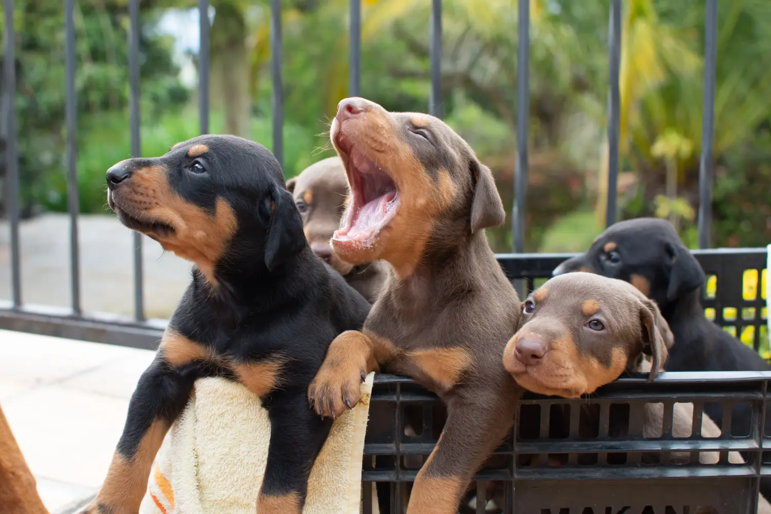 Einen Dobermann Welpen zu kaufen, bedeutet Verantwortung zu übernehmen! Dobermann Welpen kaufen.