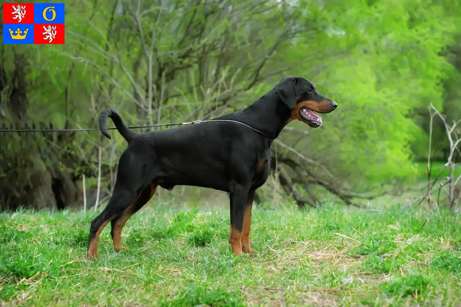 Dobermann Welpen und Züchter Hradec Králové Hier findest Du Dobermänner Züchter in Hradec Králové.