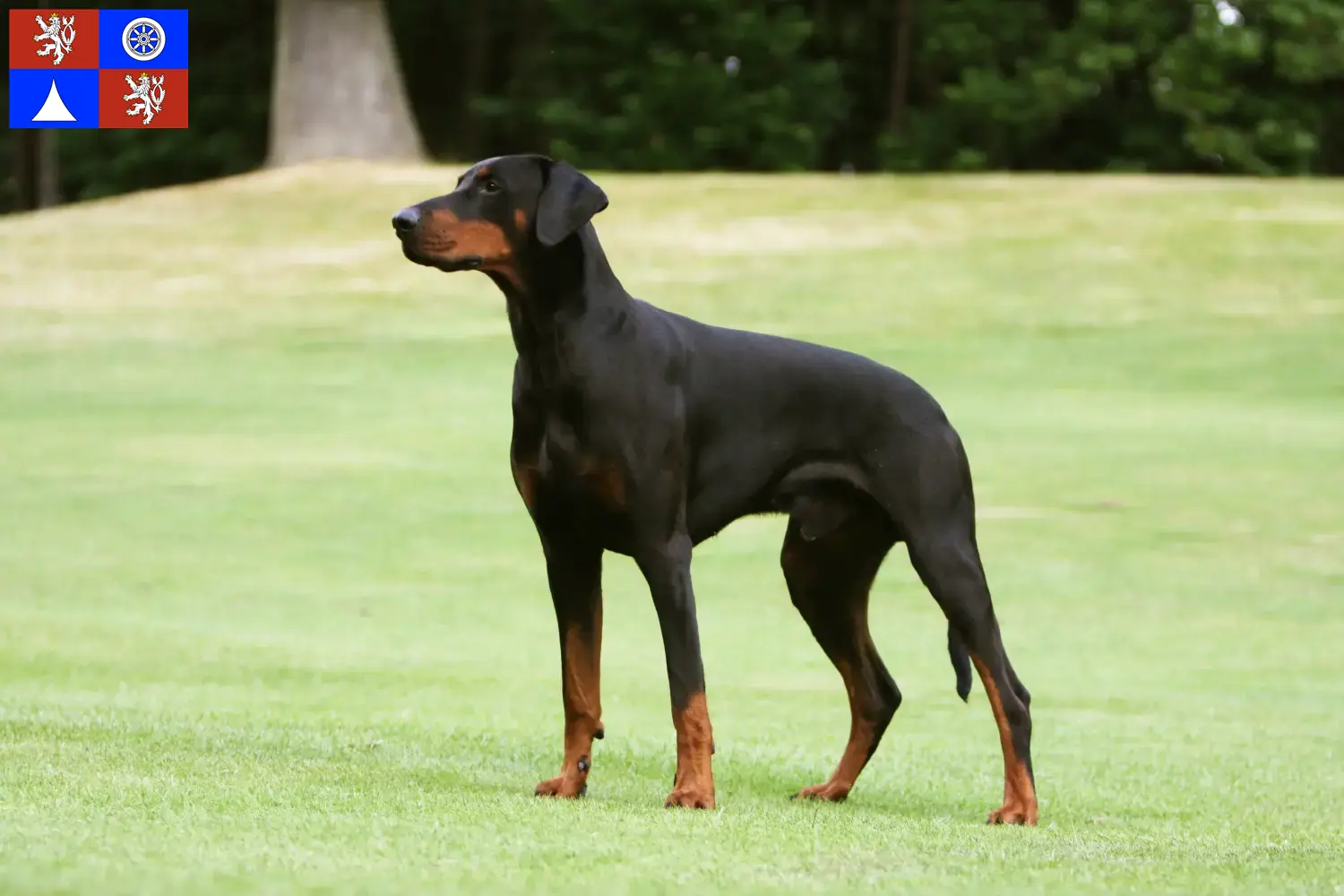 Dobermann Welpen und Züchter Liberec Hier findest Du Dobermänner Züchter in Liberec.