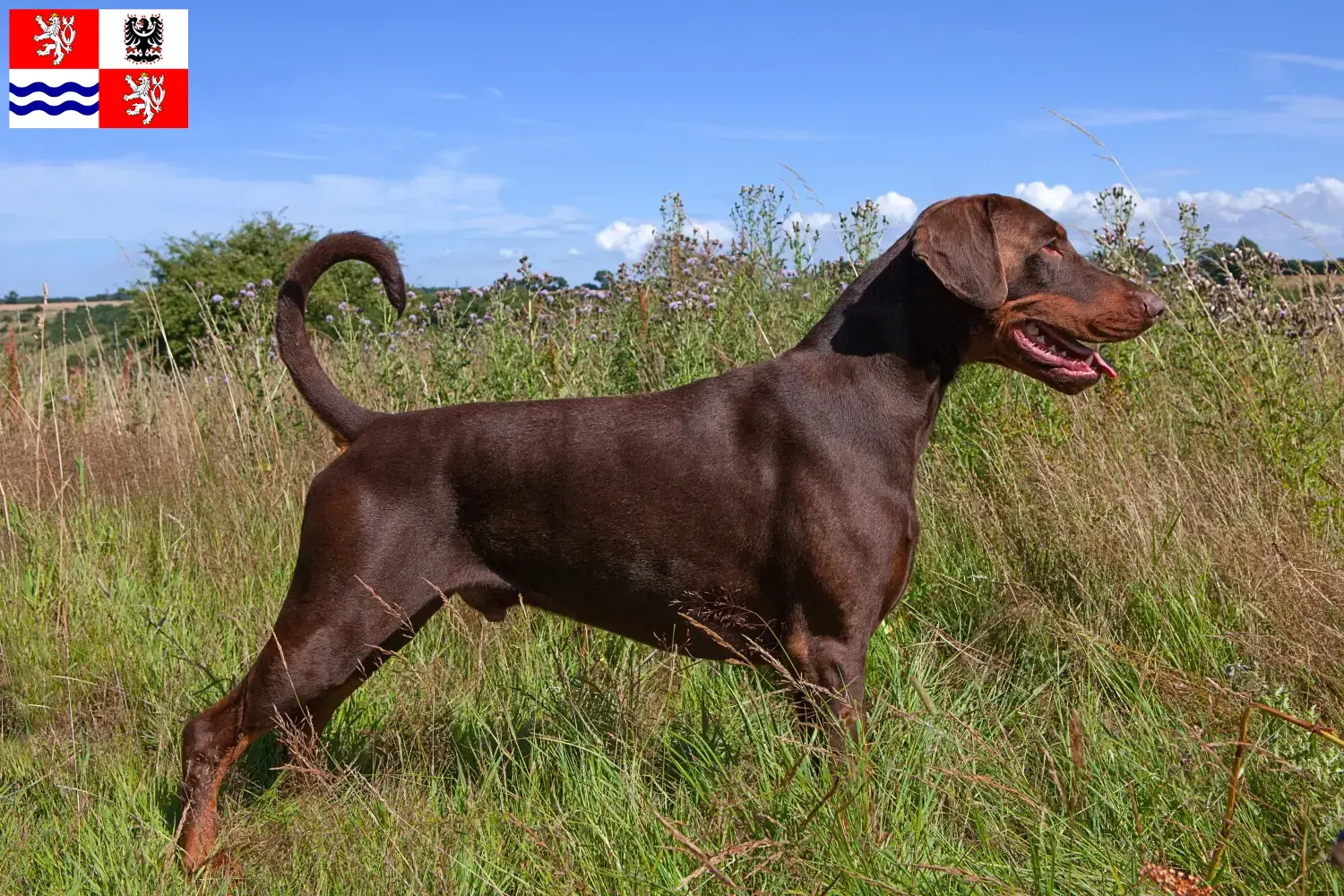 Dobermann Welpen und Züchter Mittelböhmen Hier findest Du Dobermänner Züchter in Mittelböhmen.