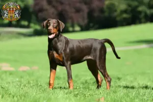 Mehr über den Artikel erfahren Dobermann Züchter und Welpen in Prag