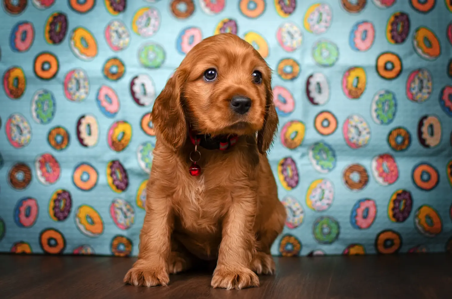 Einen English Cocker Spaniel Welpen zu kaufen, bedeutet Verantwortung zu übernehmen! English Cocker Spaniel Welpen kaufen.