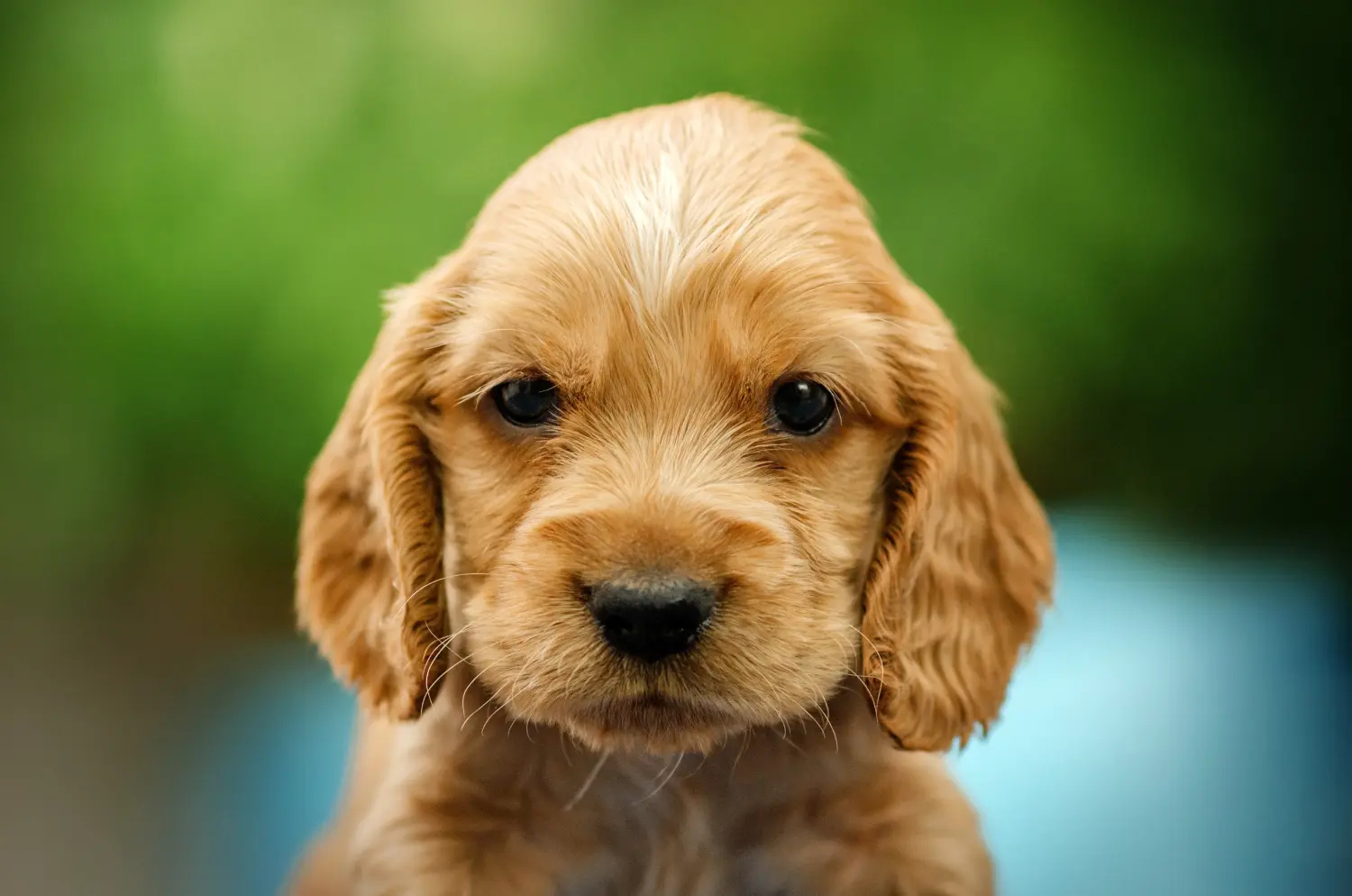 Einen English Cocker Spaniel Welpen zu kaufen, bedeutet Verantwortung zu übernehmen! English Cocker Spaniel Welpen kaufen.