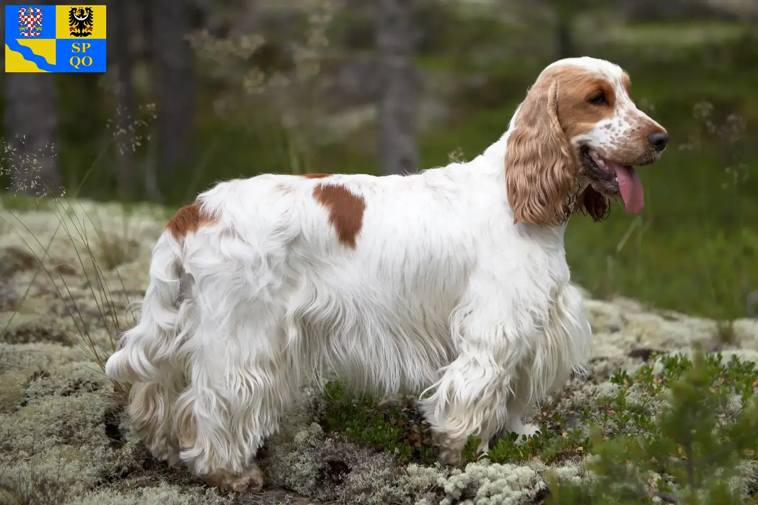 English Cocker Spaniel Welpen und Züchter Olmütz Hier findest Du English Cocker Spaniels Züchter in Olmütz.